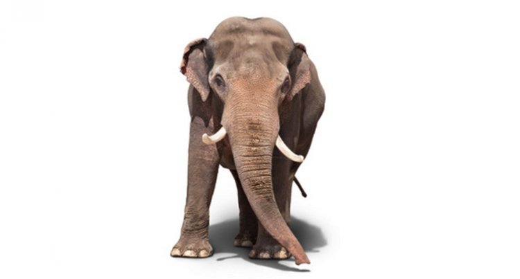 Elephant in the Room? Three Reasons Not to Ignore It