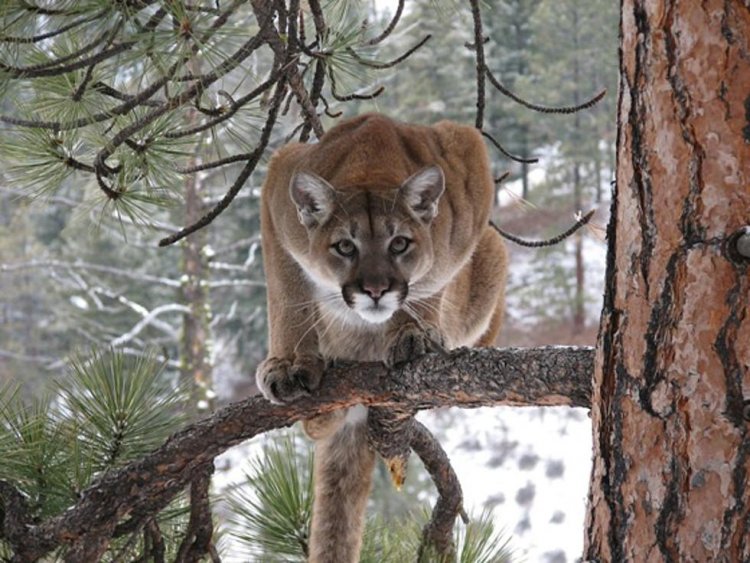 When chased by a mountain lion manage to run faster than the guy next to you