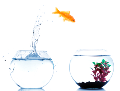 the ceo magazine, change management,